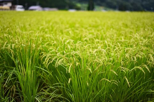 新型コロナウィルス感染症対応策給付金